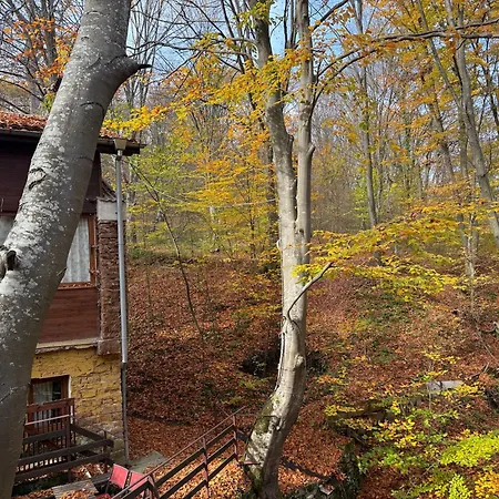 Apartment With 2 Bedrooms - Magic Woods
